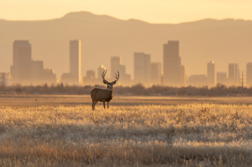 How to Apply for a Russia Visa in Denver