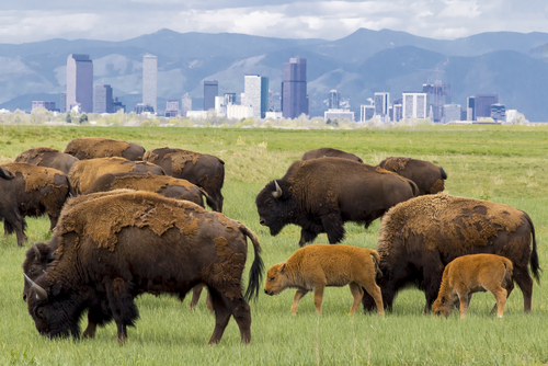 How to Apply for a Thai Visa in Denver